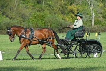 Dressage Dressage